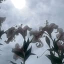 Аватар Hamblebum