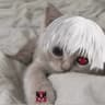 Tapchik avatar